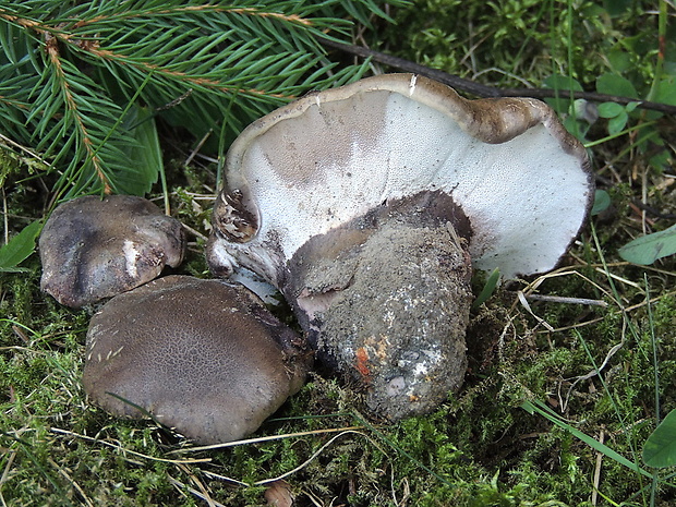 hrboľnačka černastá Boletopsis leucomelaena (Pers.) Fayod