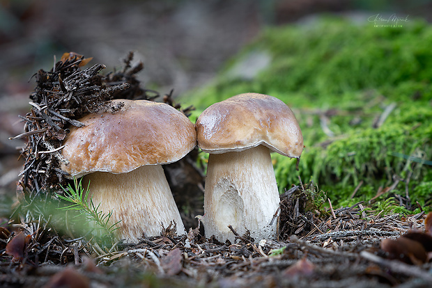 hríb smrekový Boletus edulis Bull.