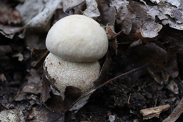 hríb dubový Boletus reticulatus Schaeff.