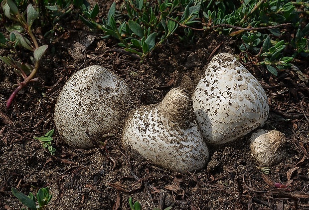 strieška bedľovitá Chlorophyllum agaricoides (Czern.) Vellinga