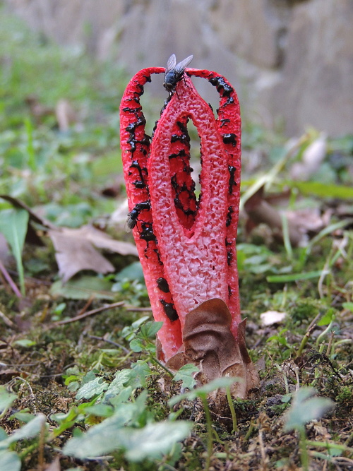 mrežovka kvetovitá Clathrus archeri (Berk.) Dring