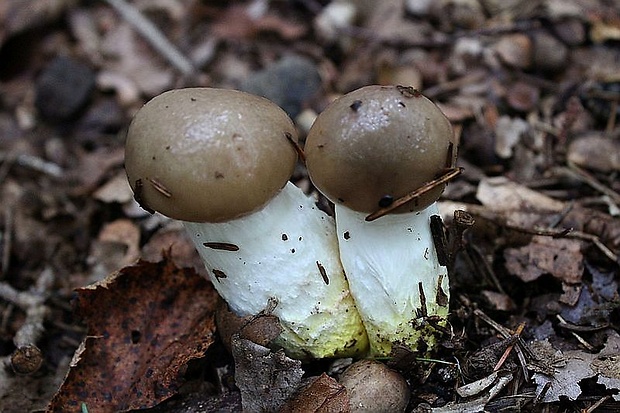 sliziak mazľavý Gomphidius glutinosus (Schaeff.) Fr.