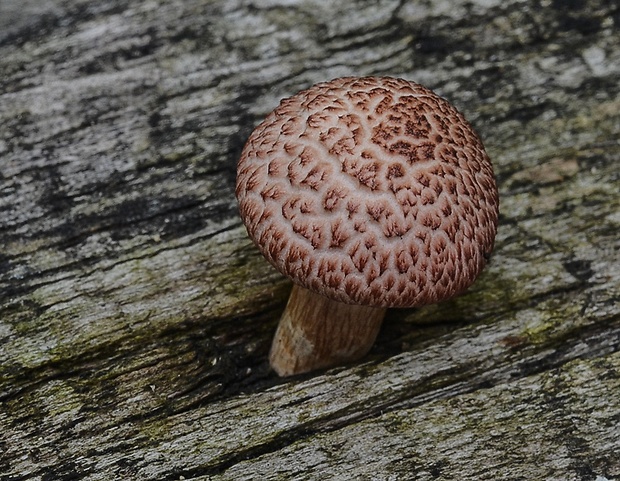 šupinovec Gymnopilus suberis (Maire) Singer