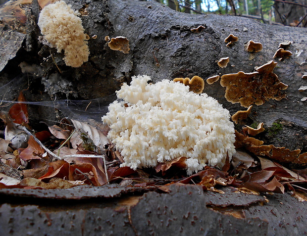 koralovec bukový Hericium coralloides (Scop.) Pers.