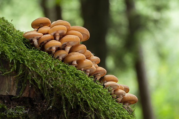 šupinačka menlivá Kuehneromyces mutabilis (Schaeff.) Singer & A.H. Sm.