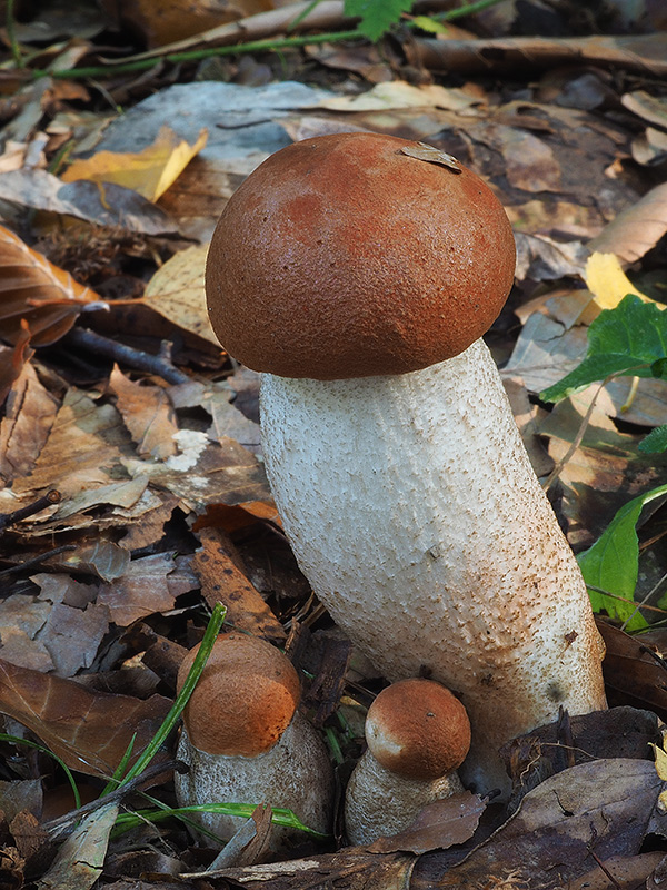 kozák dubový Leccinum aurantiacum (Bull.) Gray