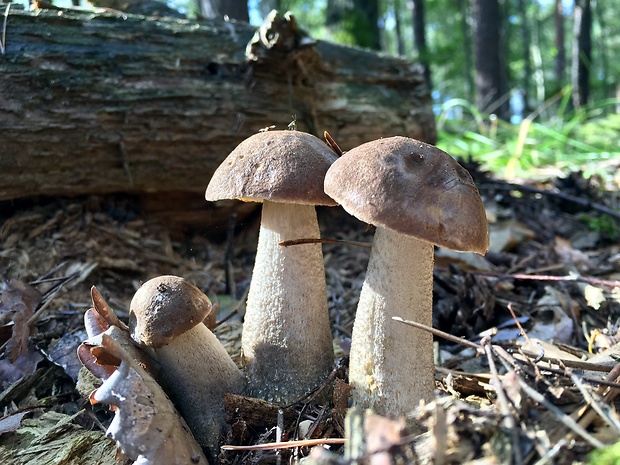 kozák brezový Leccinum scabrum (Bull.) Gray