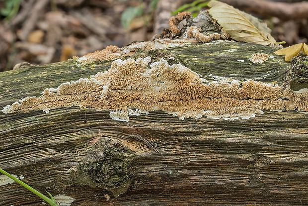 ostropórovec nížinný Oxyporus latemarginatus (Durieu & Mont.) Donk