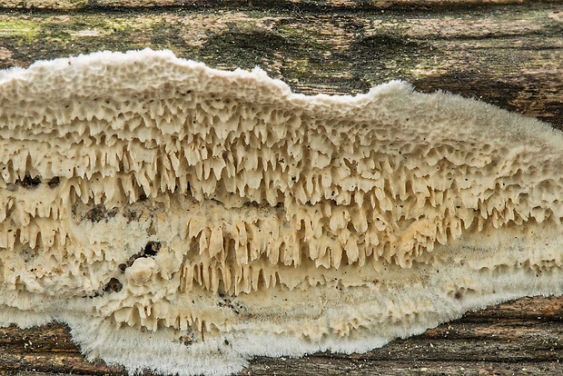 ostropórovec nížinný Oxyporus latemarginatus (Durieu & Mont.) Donk