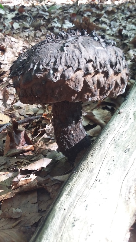 šiškovec šupinatý Strobilomyces strobilaceus (Scop.) Berk.