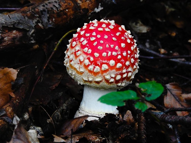 muchotrávka červená pekná Amanita muscaria var. formosa Pers.