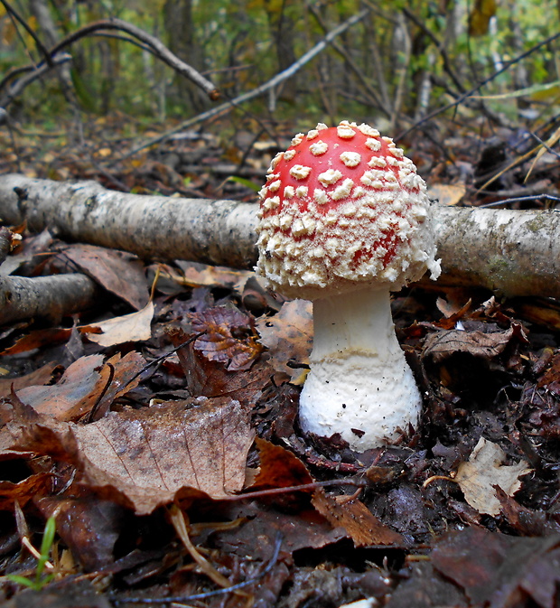 muchotrávka červená Amanita muscaria (L.) Lam.