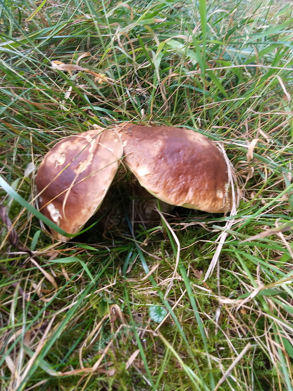 hríb smrekový Boletus edulis Bull.