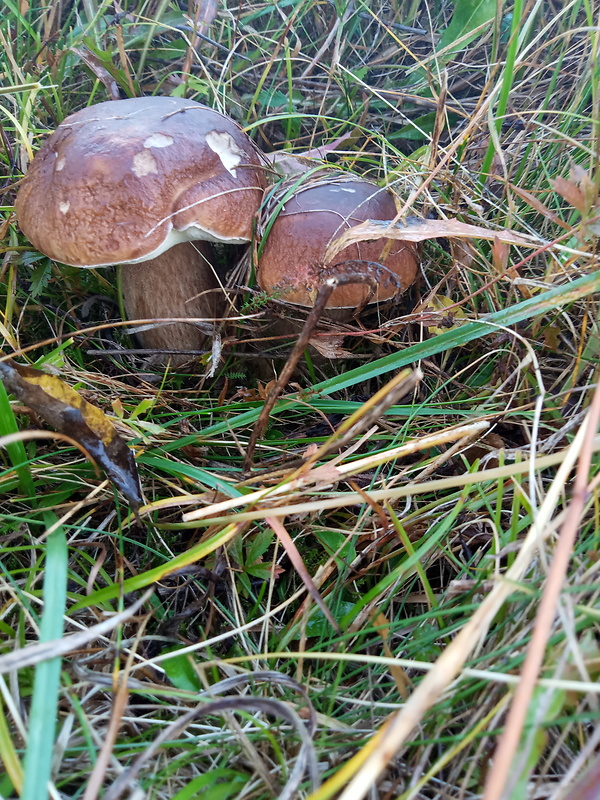 hríb smrekový Boletus edulis Bull.