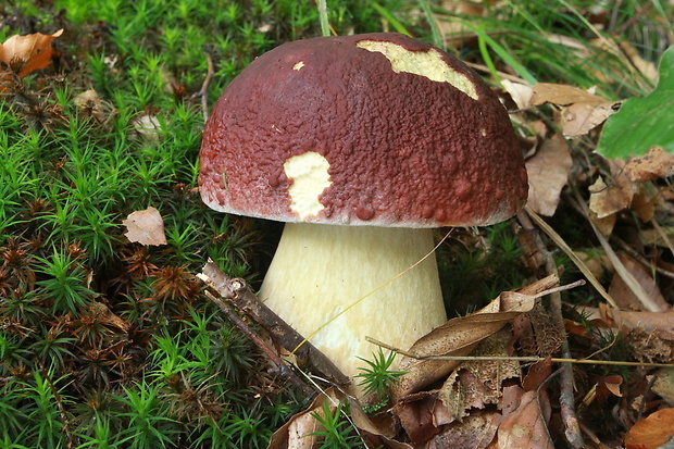 hríb sosnový Boletus pinophilus Pil. et Dermek in Pil.