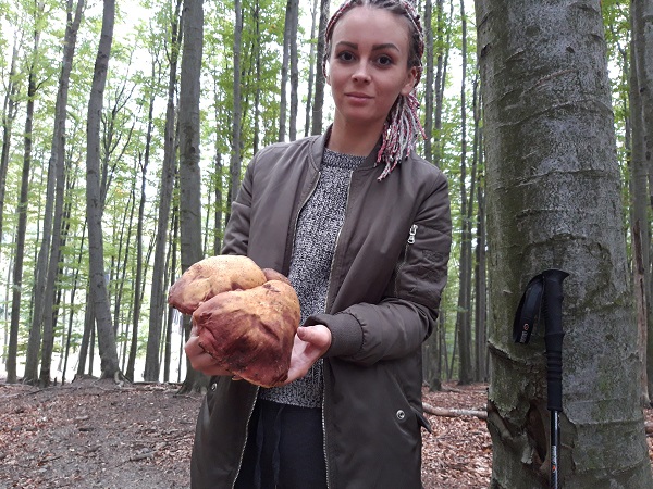 hríb sosnový Boletus pinophilus Pil. et Dermek in Pil.