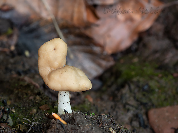 chriapač pružný Helvella elastica Bull.