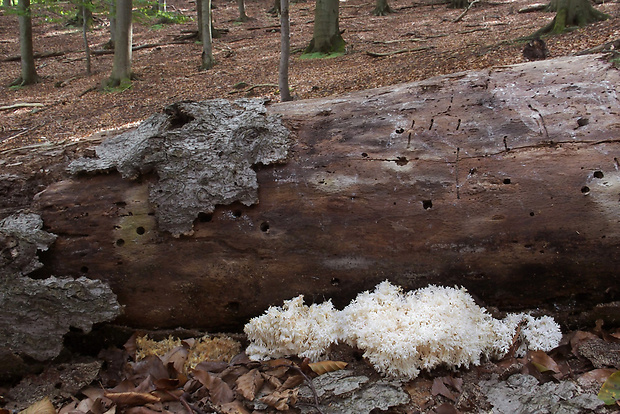 koralovec bukový Hericium coralloides (Scop.) Pers.