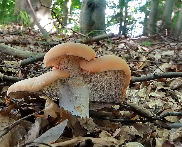 jelenka poprehýbaná Hydnum repandum L.