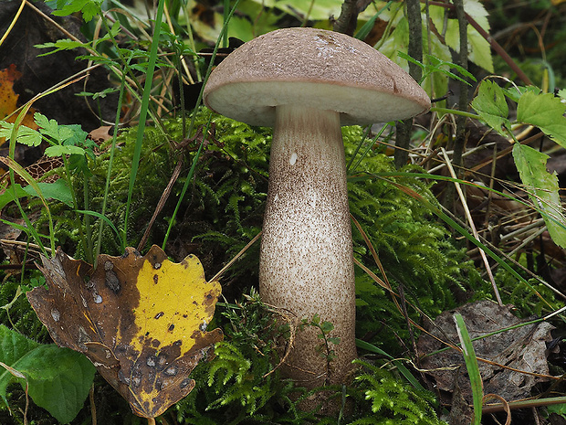 kozák topoľový Leccinum duriusculum (Schulzer ex Kalchbr.) Singer