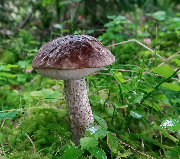 kozák rozličnofarebný Leccinum variicolor Watling