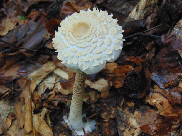 bedľa Macrolepiota sp.