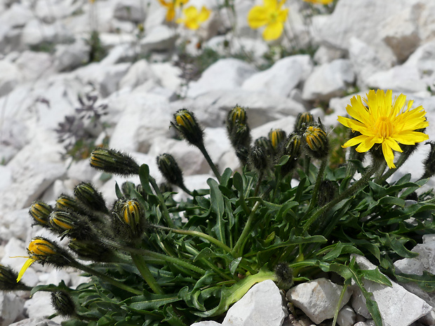 púpavec Scorzoneroides montana (Lam.) Holub