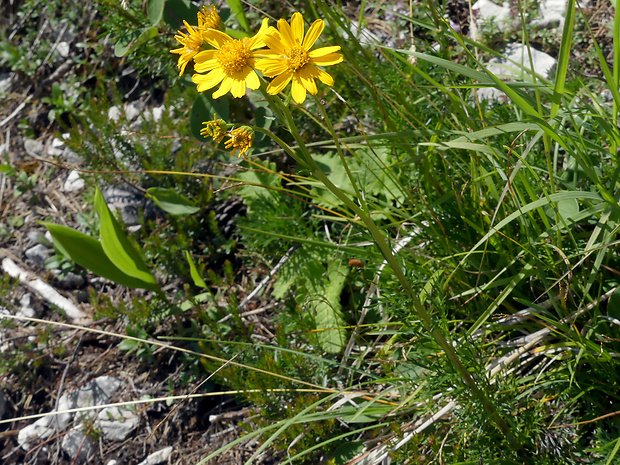 starček abrotanolistý Senecio abrotanifolius L.