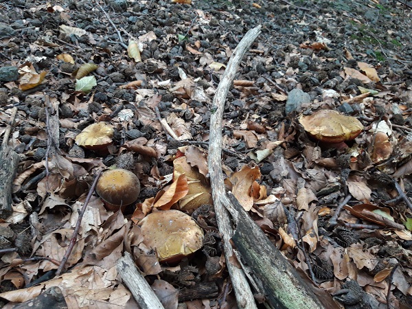 hríb zrnitohlúbikový Sutorius luridiformis (Rostk.) G. Wu & Zhu L. Yang