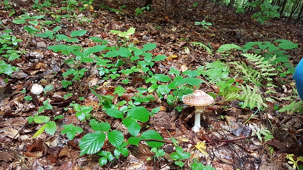 muchotrávka červená Amanita muscaria (L.) Lam.