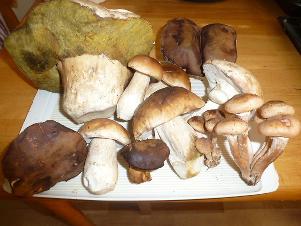 hríb smrekový Boletus edulis Bull.