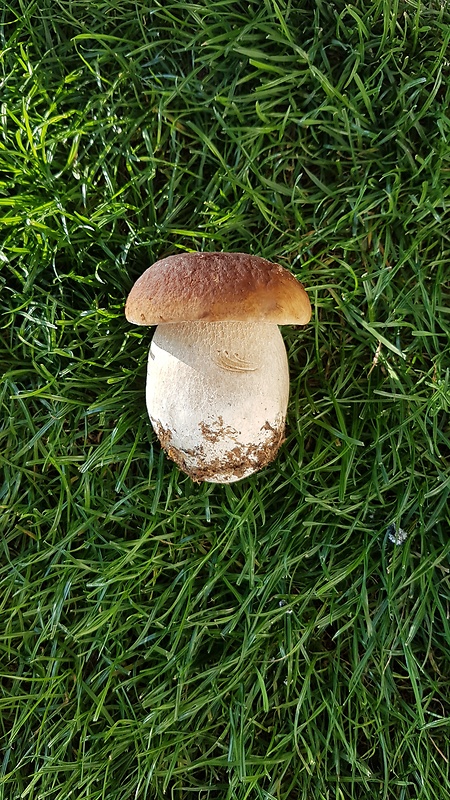 hríb smrekový Boletus edulis Bull.