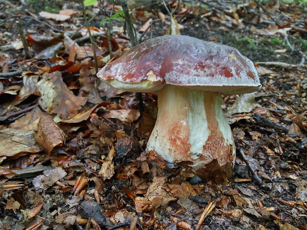 hríb sosnový Boletus pinophilus Pil. et Dermek in Pil.