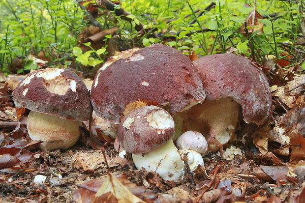 hríb sosnový Boletus pinophilus Pil. et Dermek in Pil.