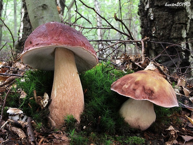 hríb sosnový Boletus pinophilus Pil. et Dermek in Pil.