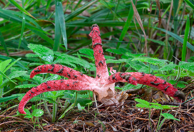 mrežovka kvetovitá Clathrus archeri (Berk.) Dring