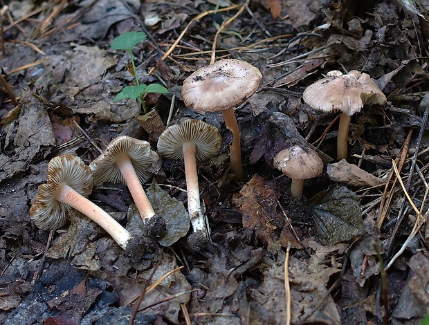 vláknica žltolúčová Inocybe grammata Quél. & Le Bret.