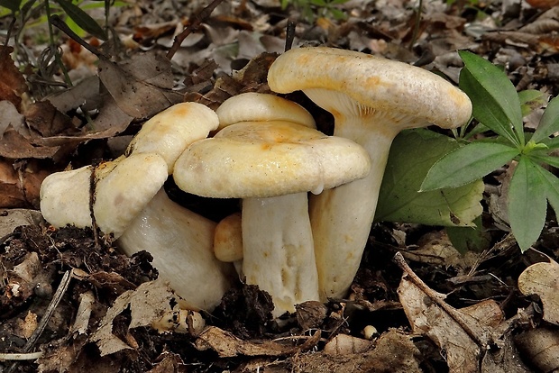 rýdzik žltkastý Lactarius flavidus Boud.