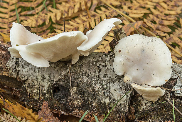 šťavnatec zhrubnutý Postia tephroleuca (Fr.) Jülich