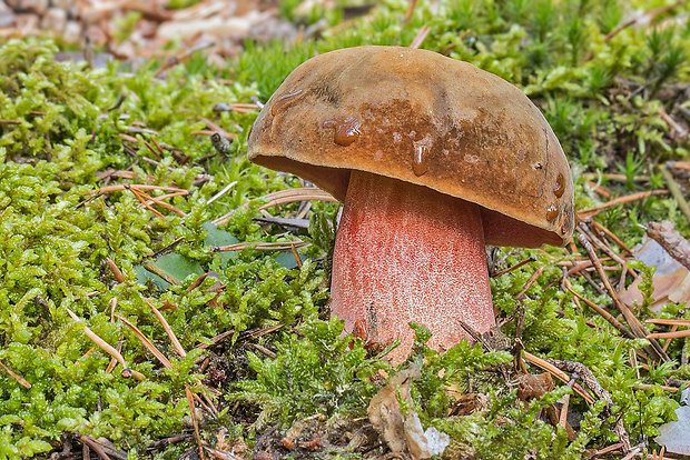 hríb zrnitohlúbikový Sutorius luridiformis (Rostk.) G. Wu & Zhu L. Yang