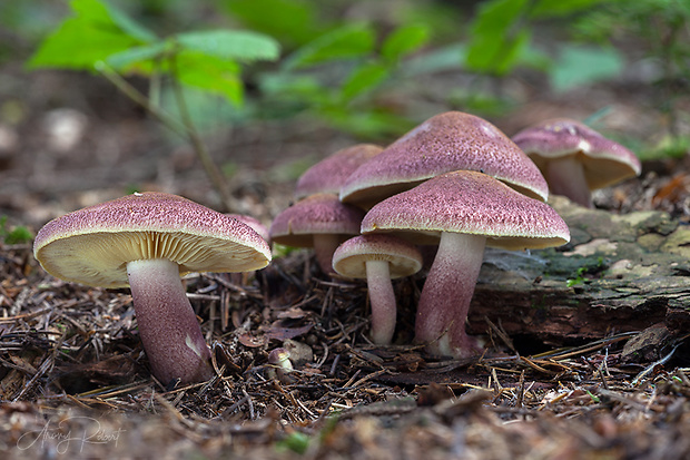 čírovec červenožltý Tricholomopsis rutilans (Schaeff.) Singer