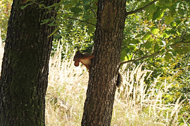 veverička