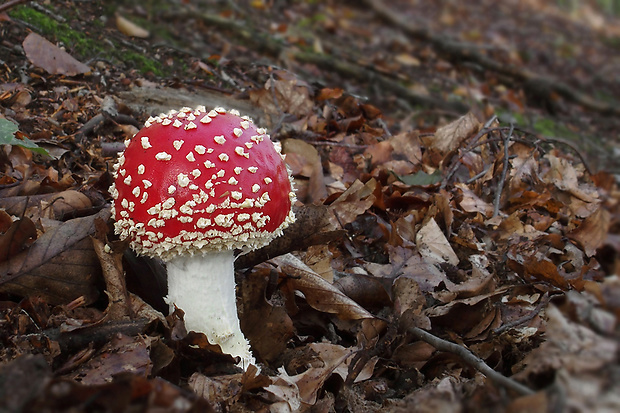 muchotrávka červená Amanita muscaria (L.) Lam.