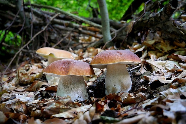 hríb smrekový Boletus edulis Bull.