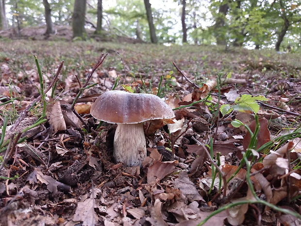 hríb smrekový Boletus edulis Bull.