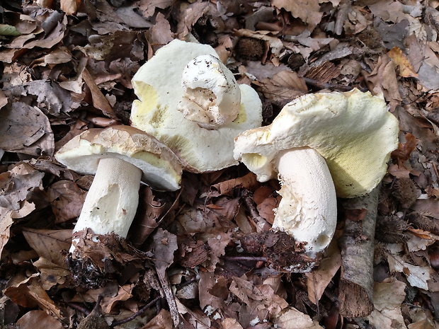 hríb smrekový Boletus edulis Bull.