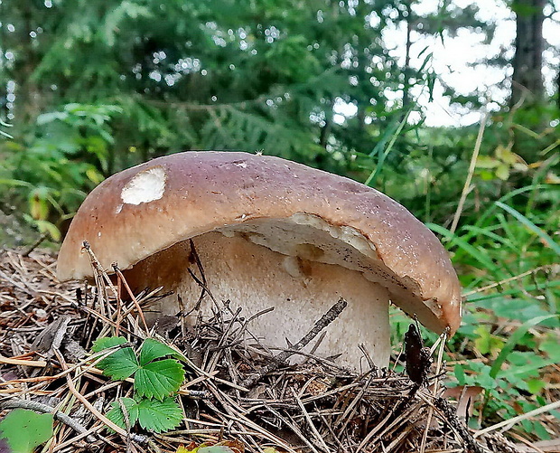 hríb smrekový Boletus edulis Bull.