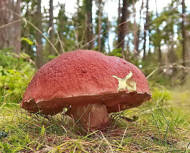 hríb sosnový Boletus pinophilus Pil. et Dermek in Pil.