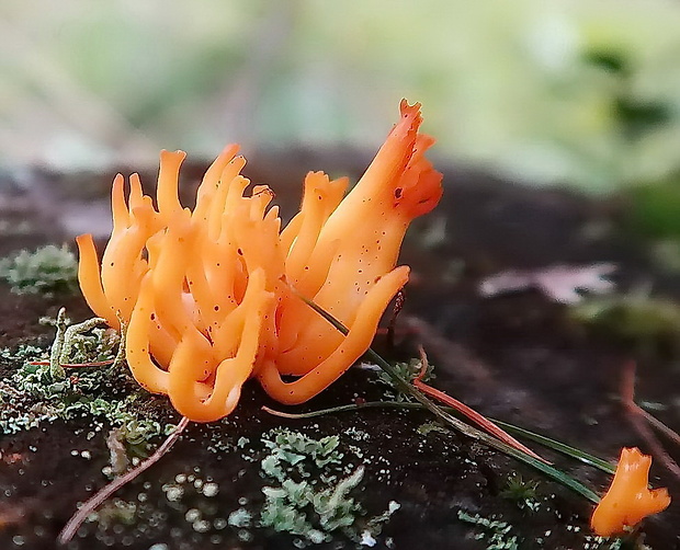 parôžkovec lepkavý Calocera viscosa (Pers.) Fr.