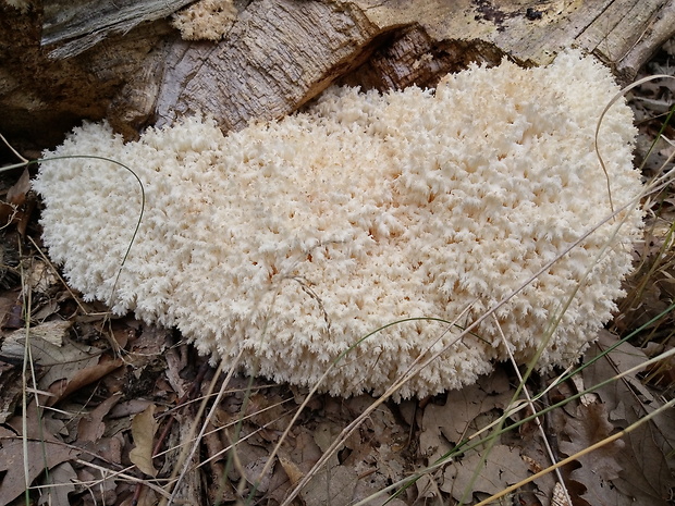 koralovec bukový Hericium coralloides (Scop.) Pers.